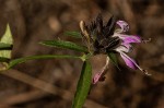 Dicliptera carvalhoi subsp. carvalhoi