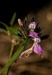 Dicliptera carvalhoi subsp. carvalhoi