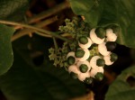 Clerodendrum schweinfurthii