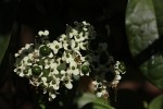 Clerodendrum schweinfurthii