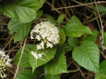 Clerodendrum schweinfurthii