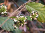 Clerodendrum schweinfurthii