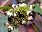 Clerodendrum schweinfurthii