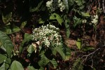 Clerodendrum schweinfurthii