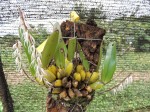 Bulbophyllum expallidum