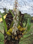 Bulbophyllum expallidum