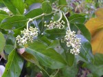 Gaertnera paniculata