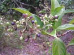 Gaertnera paniculata