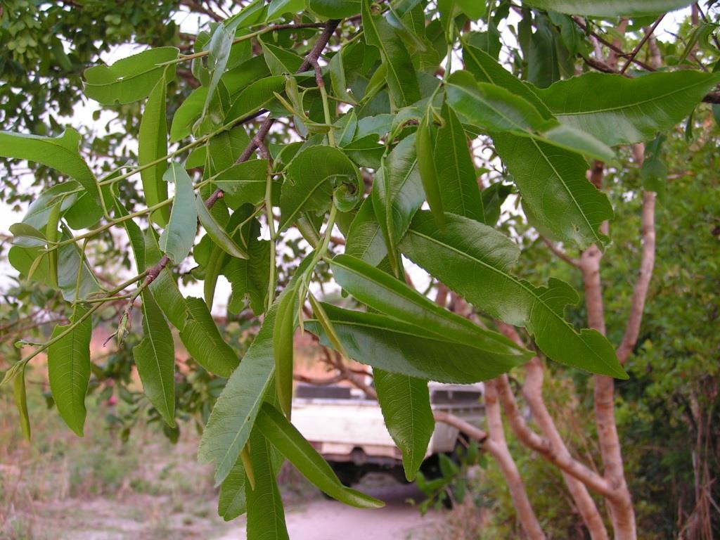 Ochna afzelii subsp. congoensis