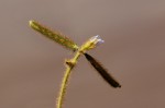 Calopogonium mucunoides