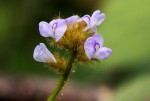 Calopogonium mucunoides