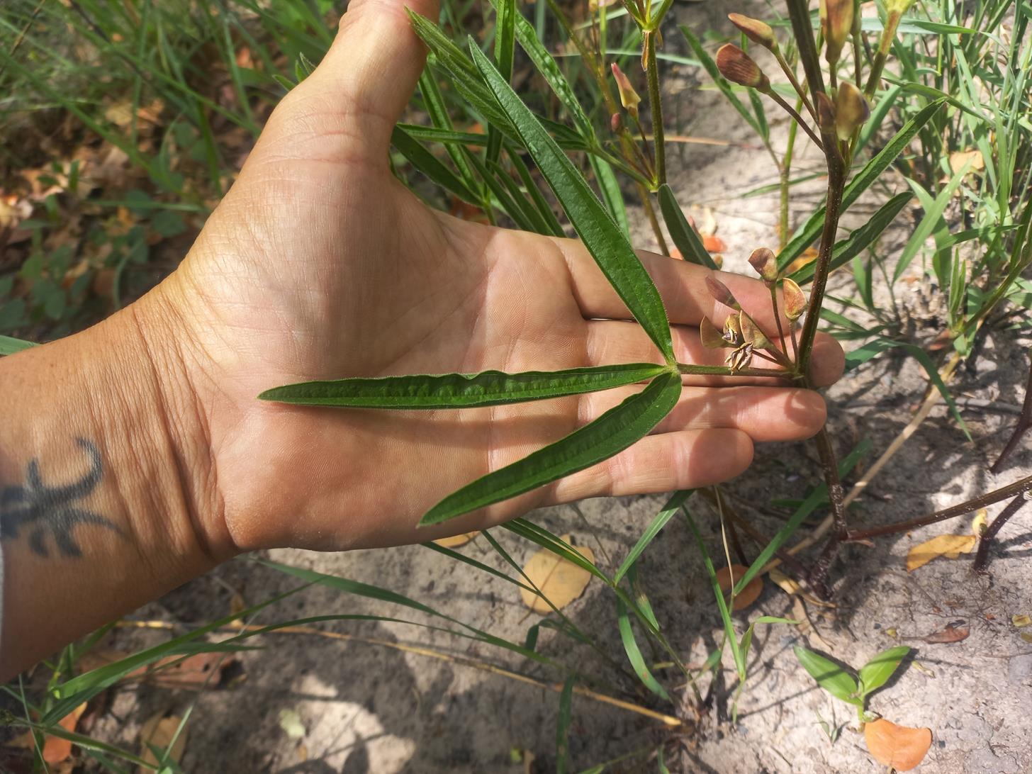 Dolichos petiolatus