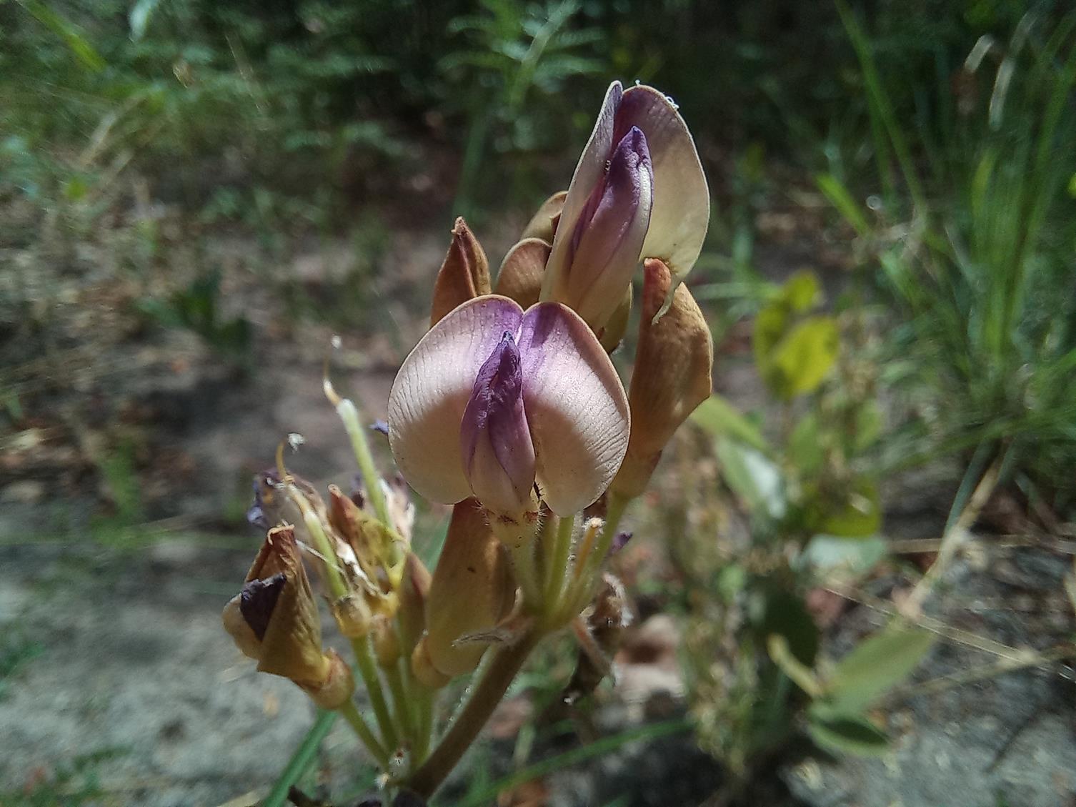 Dolichos petiolatus