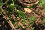 Flagellaria guineensis