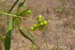 Flagellaria guineensis