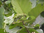 Mussaenda rivularis var. redheadii