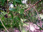 Clerodendrum formicarum