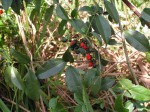 Clerodendrum formicarum