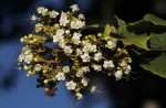 Clerodendrum johnstonii