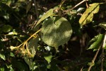 Clerodendrum johnstonii