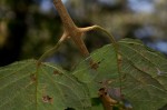 Clerodendrum johnstonii