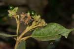 Clerodendrum johnstonii