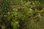 Clerodendrum johnstonii