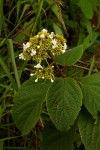 Clerodendrum johnstonii