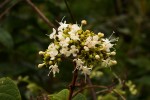 Clerodendrum johnstonii