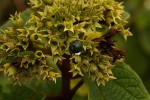 Clerodendrum johnstonii