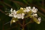 Clerodendrum johnstonii