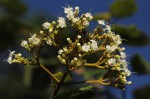 Clerodendrum johnstonii