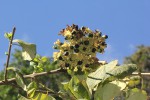 Clerodendrum johnstonii