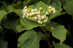 Clerodendrum johnstonii