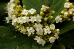 Clerodendrum johnstonii