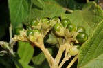 Clerodendrum johnstonii