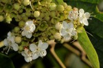 Clerodendrum johnstonii