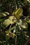 Clerodendrum johnstonii