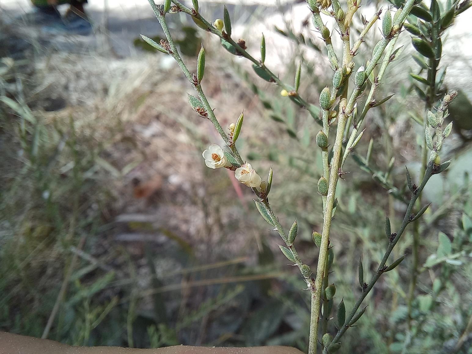 Phyllanthus gossweileri