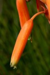 Aloe nuttii