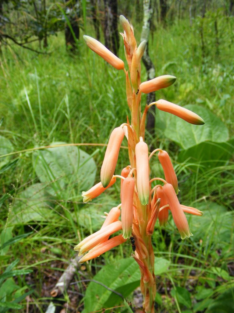 Aloe nuttii