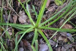 Aloe nuttii