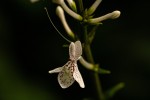 Pseuderanthemum ludovicianum