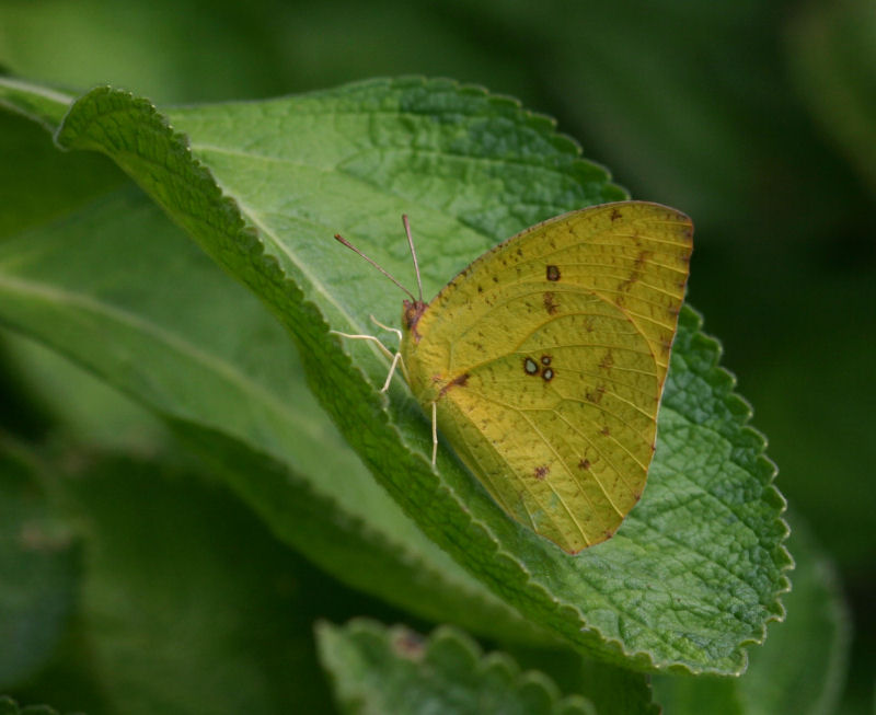 Catopsilia florella