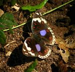 Junonia oenone