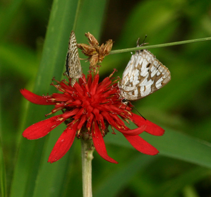 Stugeta bowkeri