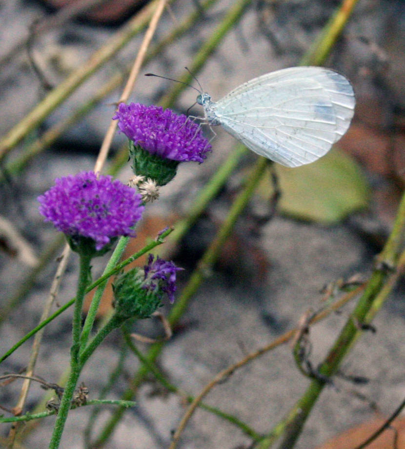 Leptosia alcesta