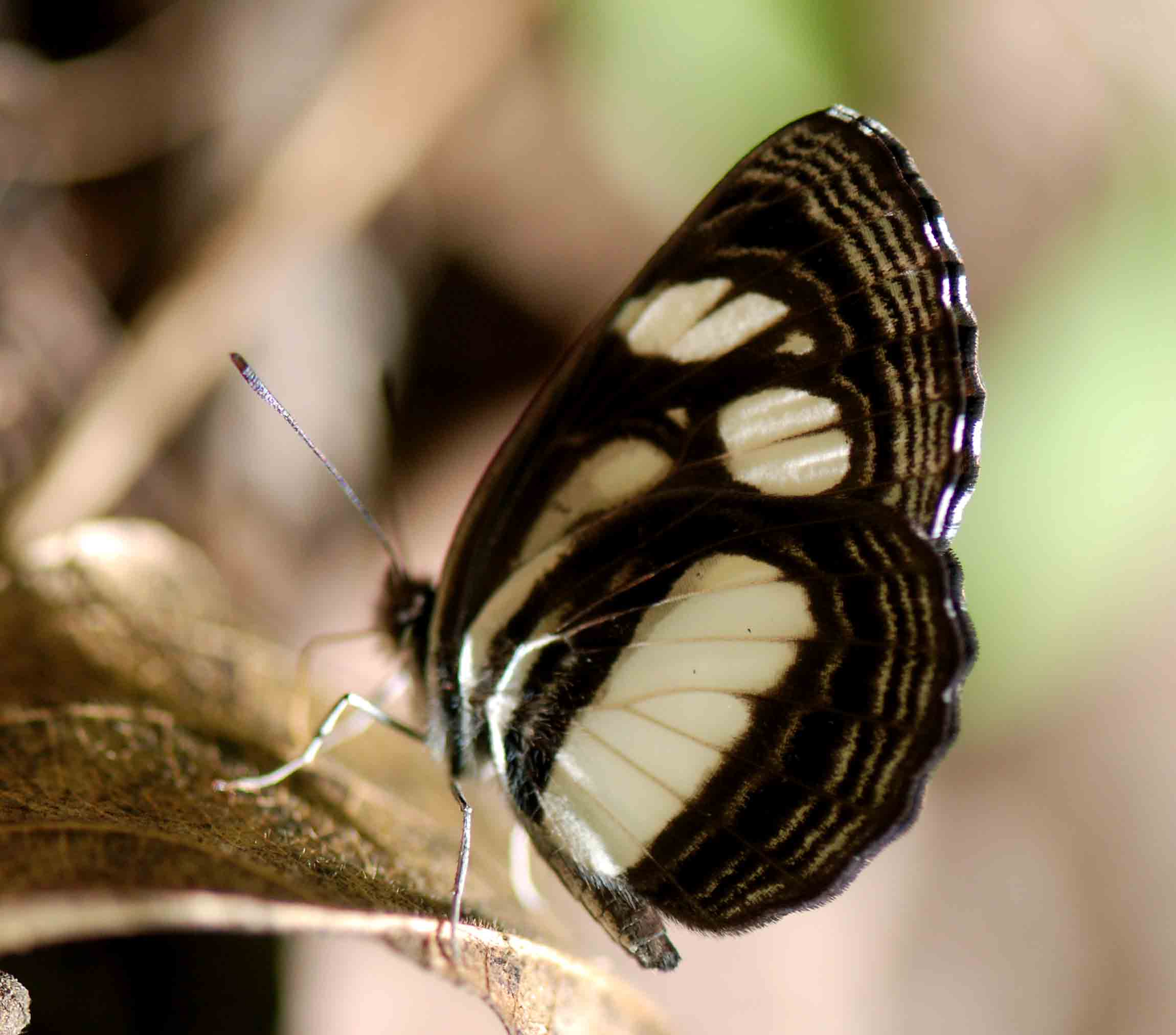 Neptis goochii