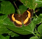 Junonia terea