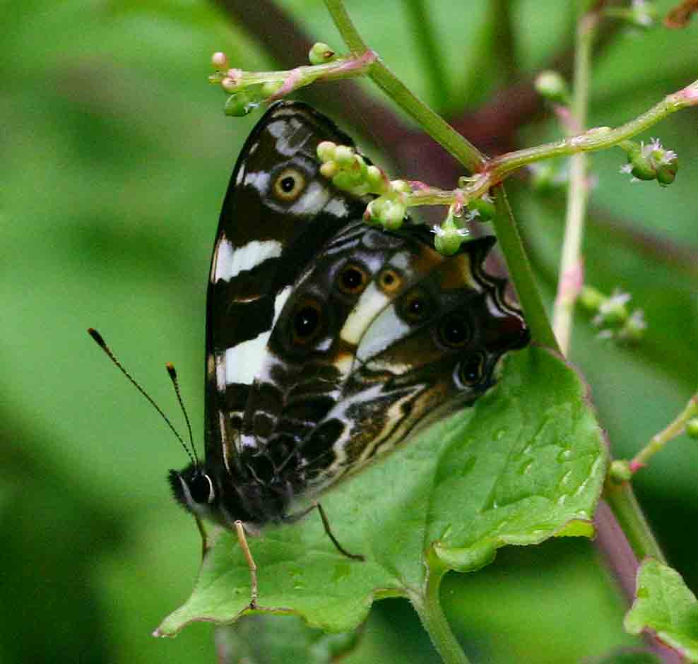 Aphysoneura pigmentaria